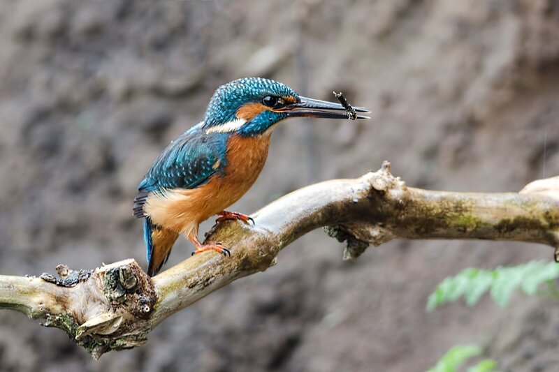 Kingfisher Bird on Branch — Blue, Natural