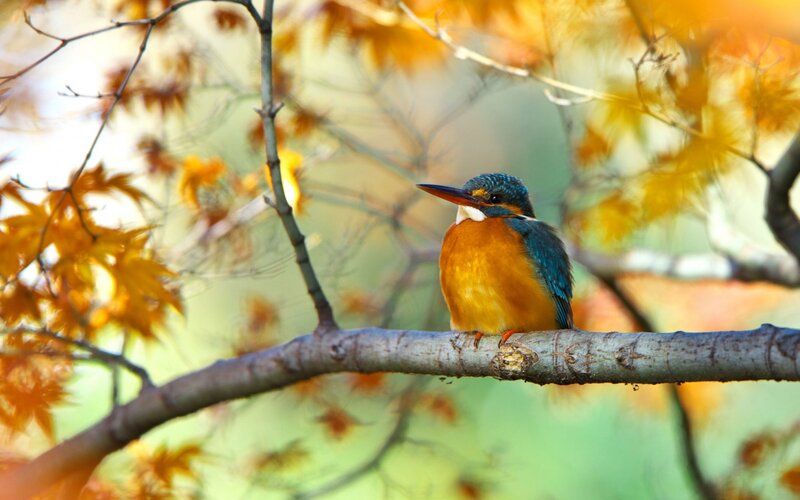 Kingfisher Bird on Branch — Blue, Serene, Autumn, Photograph