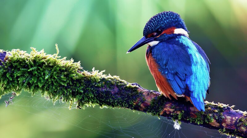 Kingfisher Bird on Branch — Blue, Serene, Morning, Photograph, Moss, Spiderweb, Green