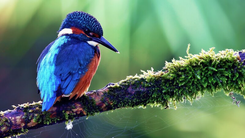 Kingfisher Bird on Branch — Blue, Serene, Morning, Photograph, Moss, Web, Green
