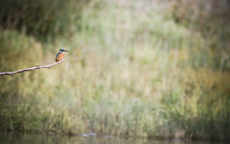 Kingfisher Bird on Branch — Blue, Serene, Photograph, Water