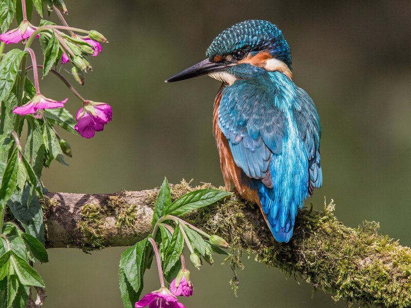 Kingfisher Bird on Branch — Blue, Serene, Spring