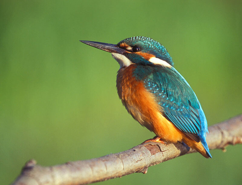 Kingfisher Bird on Branch — Blue