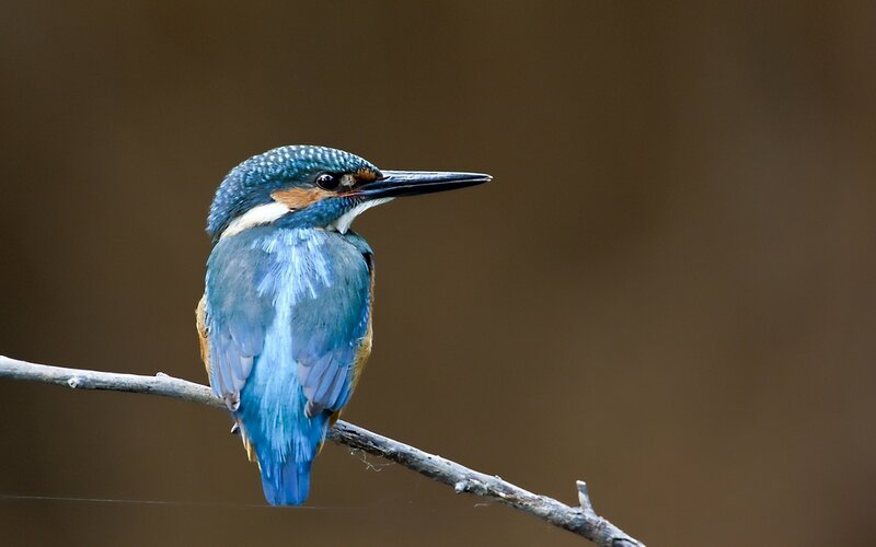 Kingfisher Bird on Branch — Brown