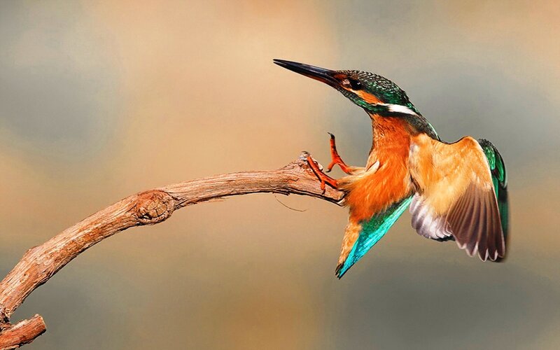 Kingfisher Bird on Branch — Green, Calm, Afternoon