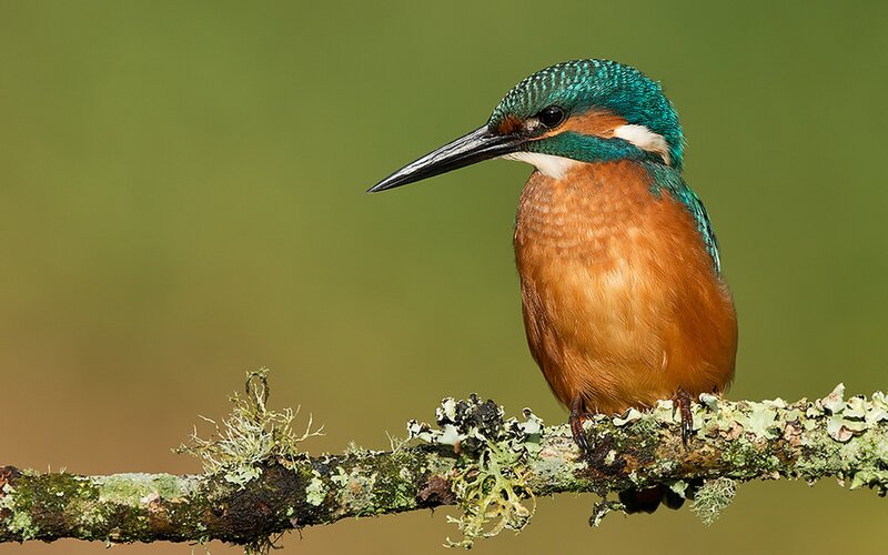 Kingfisher Bird on Branch — Green, Calm, Photograph, Moss