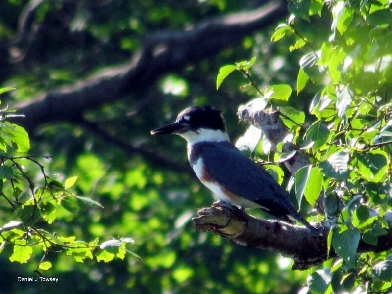 Kingfisher Bird on Branch — Green, Calm