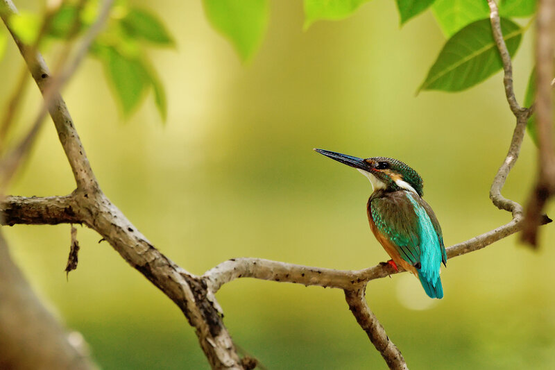 Kingfisher Bird on Branch — Green, Serene
