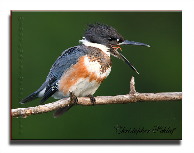 Kingfisher Bird on Branch — Green