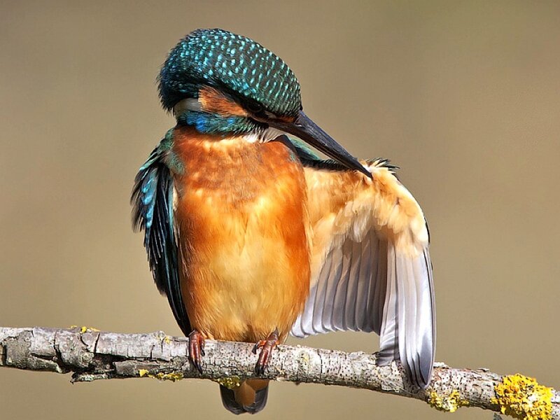 Kingfisher Bird on Branch