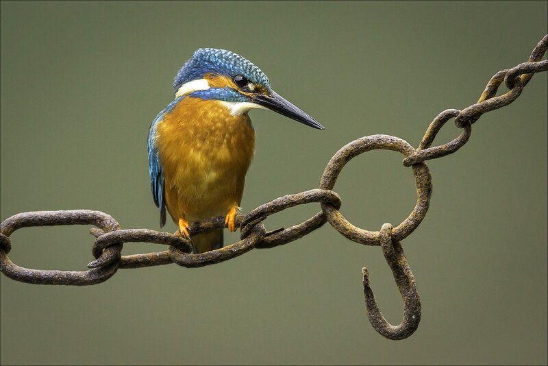 Kingfisher Bird on Chain
