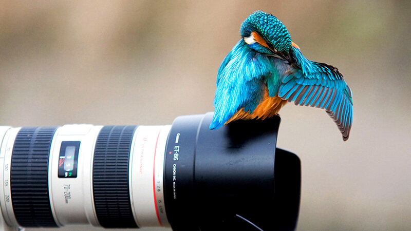 Kingfisher Bird on Lens — Blue