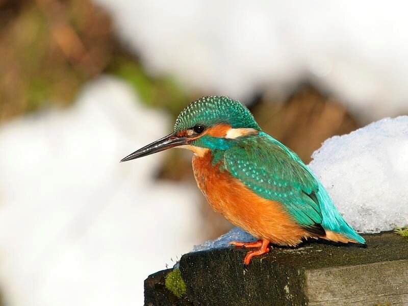Kingfisher Bird on Log — Green