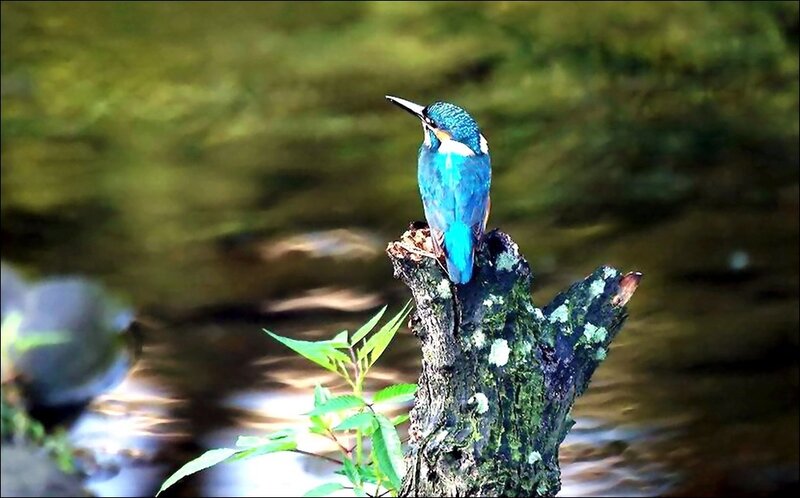 Kingfisher Bird on Log