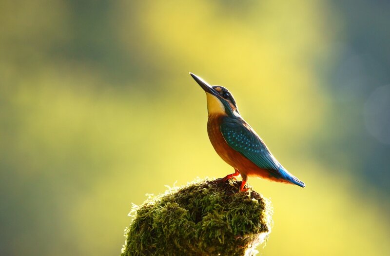 Kingfisher Bird on Moss — Green