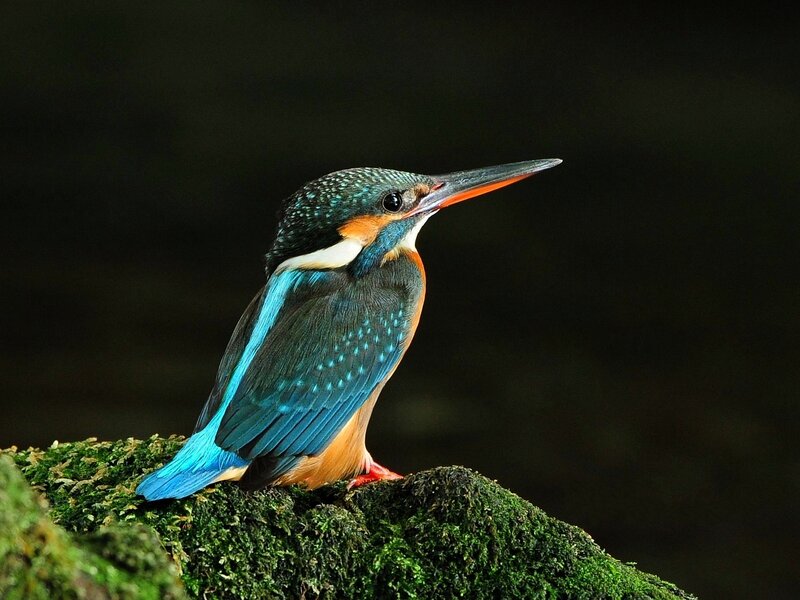 Kingfisher Bird on Moss
