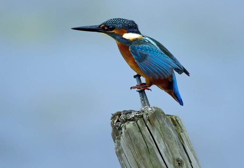 Kingfisher Bird on Post — Blue, Calm
