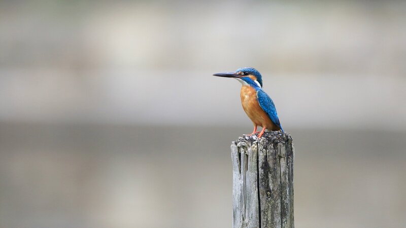 Kingfisher Bird on Post — Blue