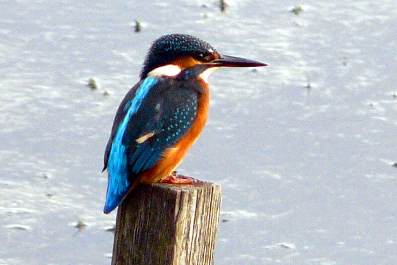 Kingfisher Bird on Post