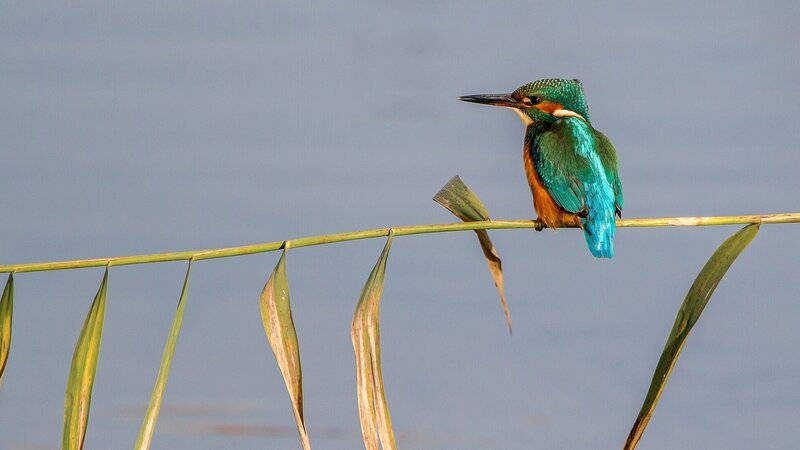 Kingfisher Bird on Reed — Blue