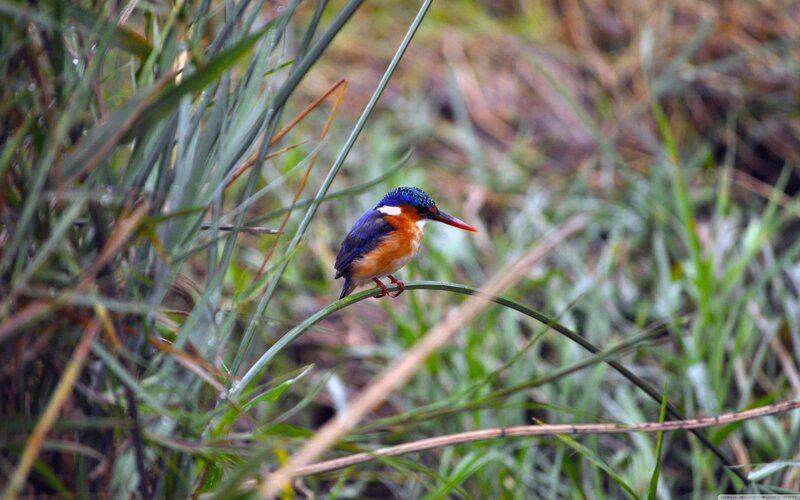 Kingfisher Bird on Reed