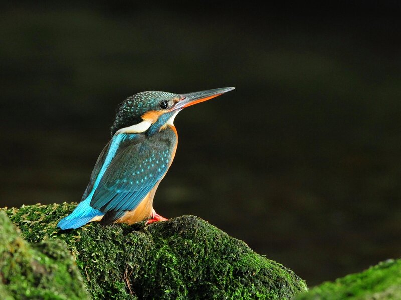Kingfisher Bird on Rock — Blue