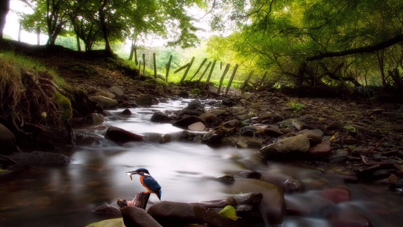 Kingfisher Bird on Rock — Green, Serene