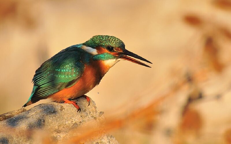 Kingfisher Bird on Rock — Green