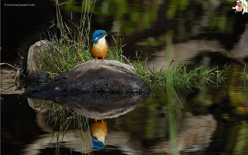 Kingfisher Bird on Rock