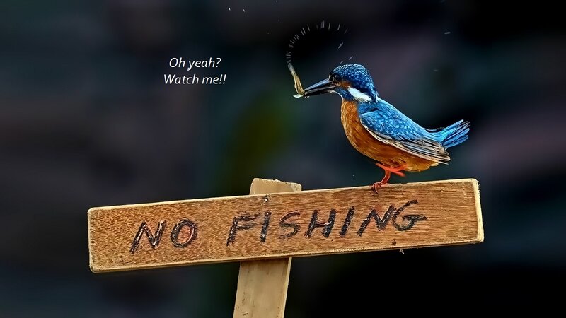 Kingfisher Bird on Sign — Blue