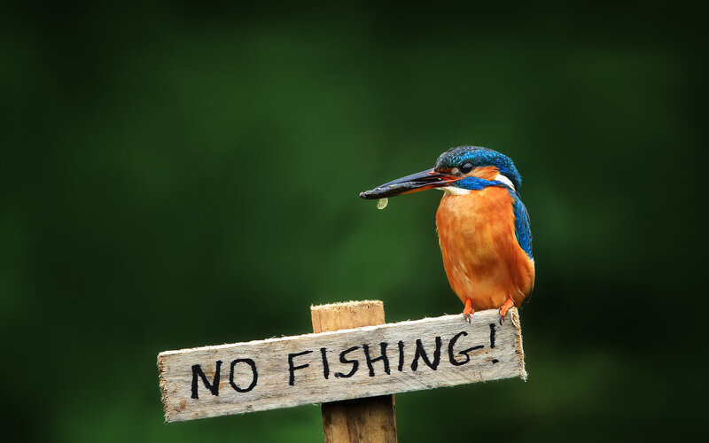Kingfisher Bird on Sign