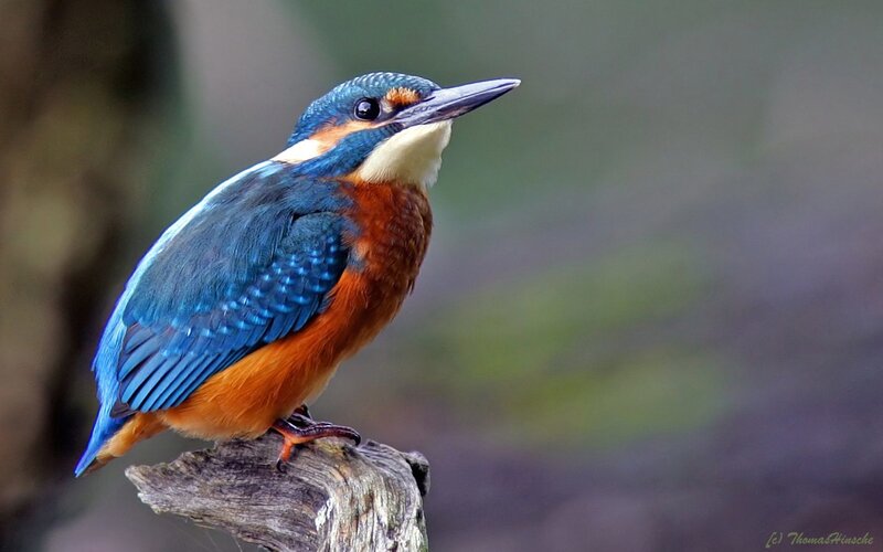 Kingfisher Bird Perched — Blue, Alert