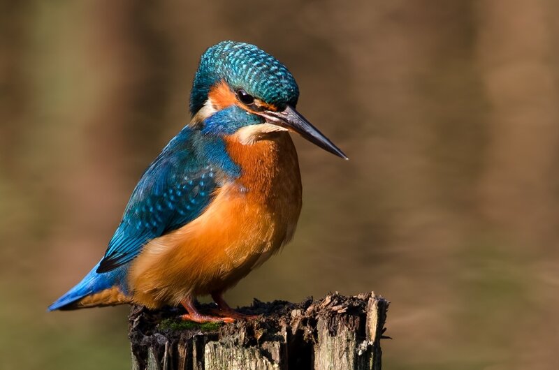 Kingfisher Bird Perched — Blue, Calm, Afternoon