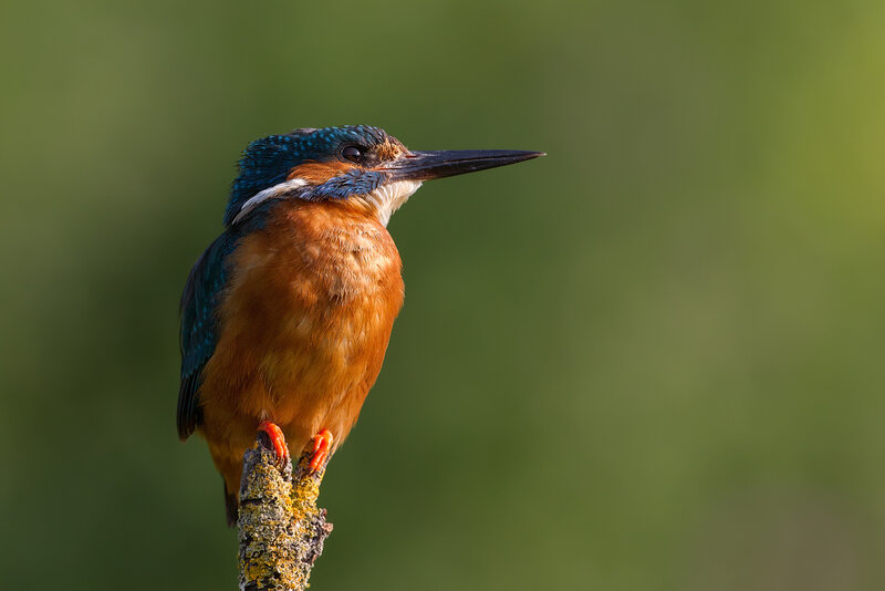Kingfisher Bird Perched — Blue, Calm, Morning