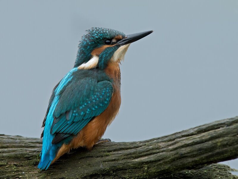 Kingfisher Bird Perched — Blue, Calm, Photograph, Branch, Sky