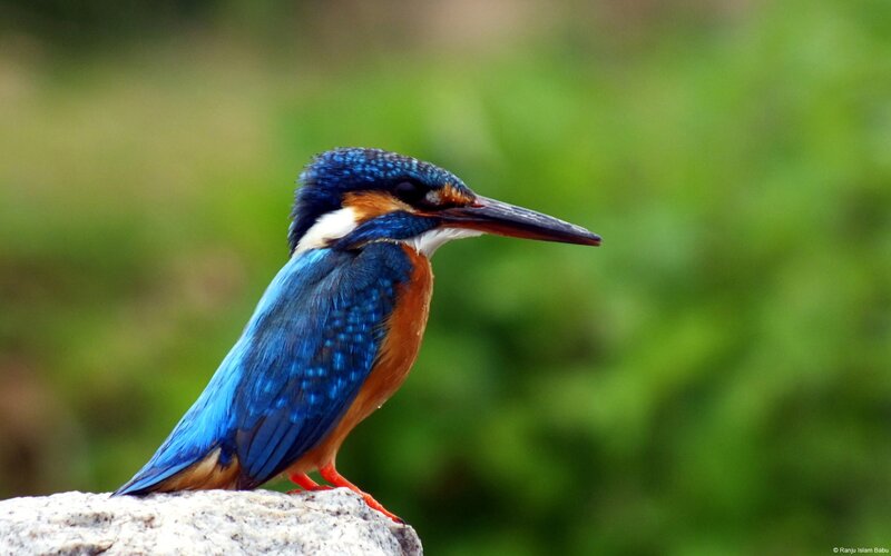 Kingfisher Bird Perched — Blue, Calm, Photograph, Rock, Green Foliage
