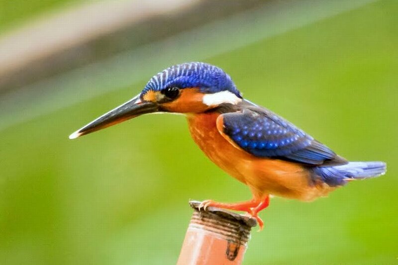 Kingfisher Bird Perched — Blue, Calm, Photograph