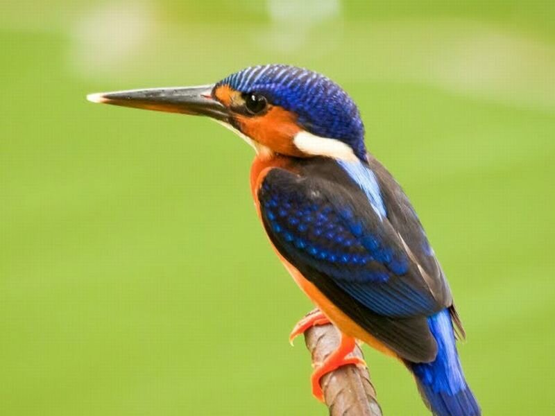 Kingfisher Bird Perched — Blue, Calm