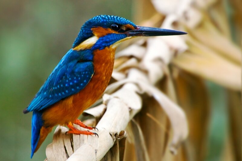 Kingfisher Bird Perched — Blue