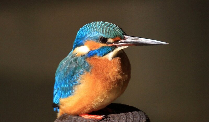 Kingfisher bird perched