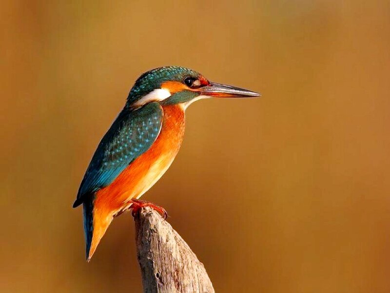Kingfisher Bird