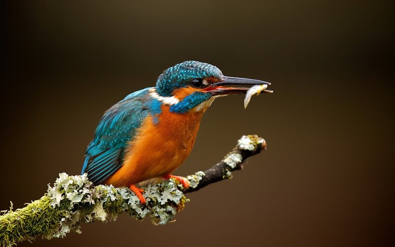 Kingfisher Bird with Fish — Blue, Natural