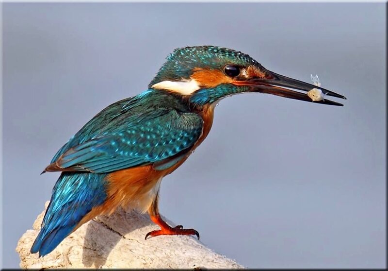 Kingfisher Bird with Fish