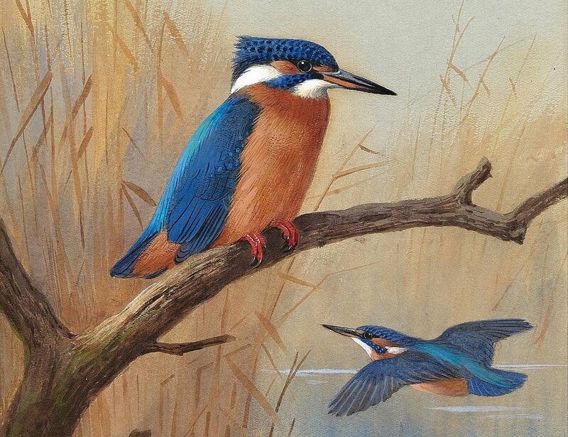 Kingfisher Birds