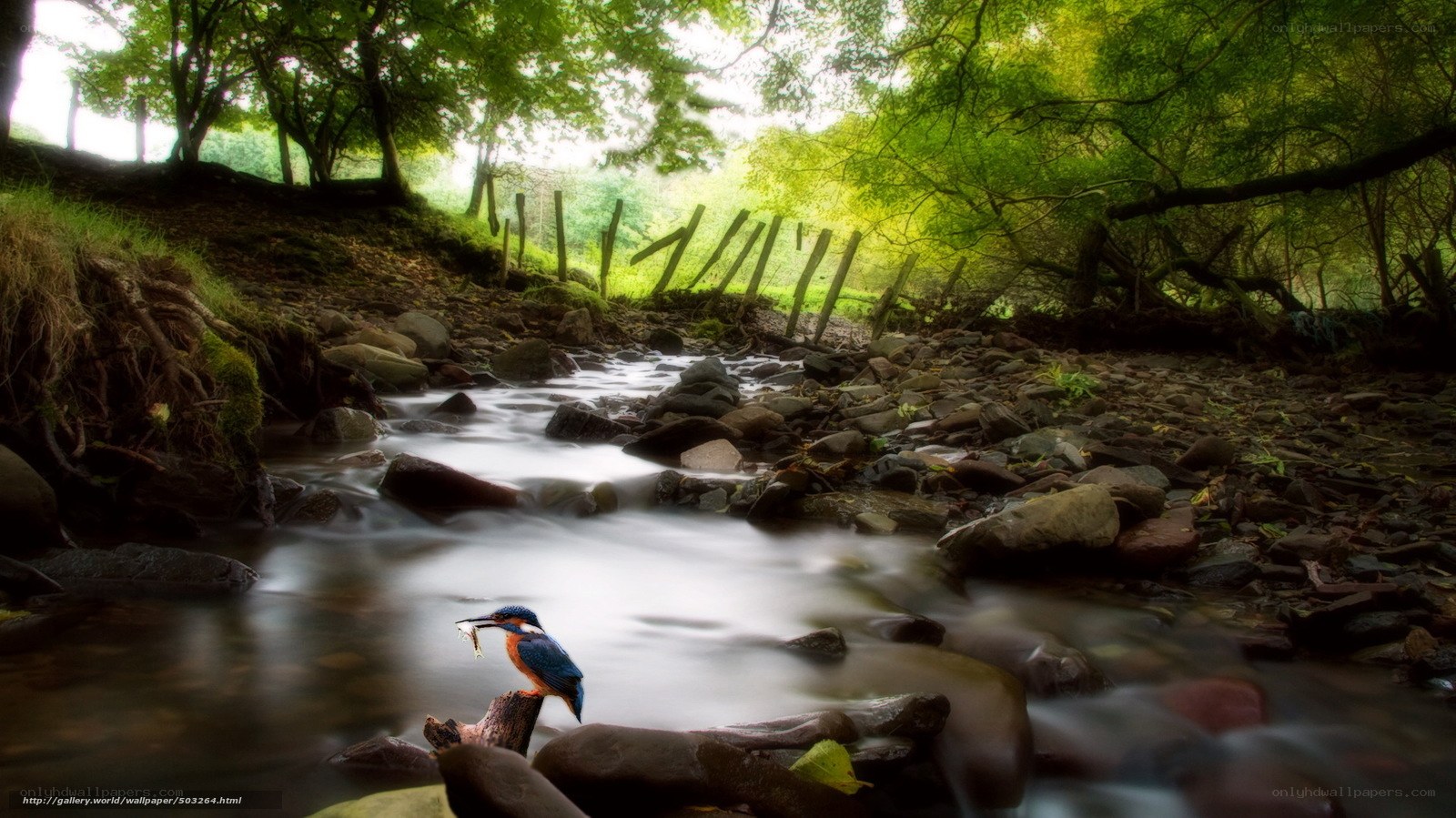 Kingfisher by a forest stream