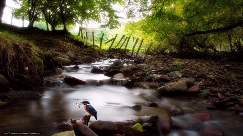 Kingfisher by a forest stream