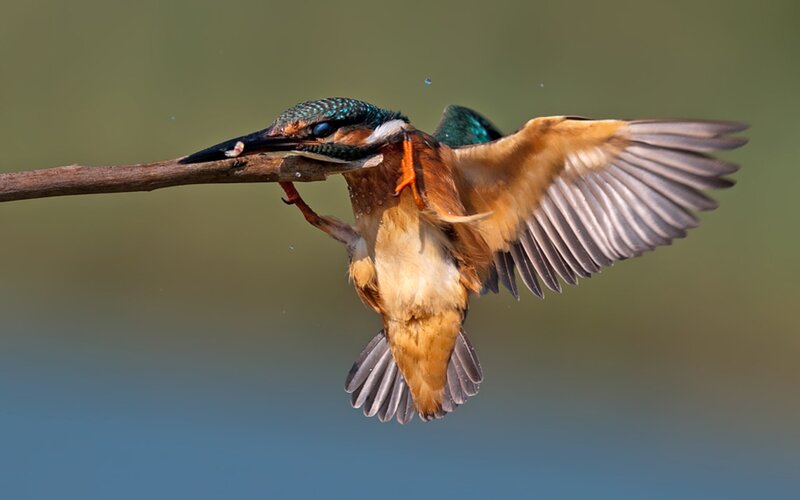 Kingfisher catching a fish