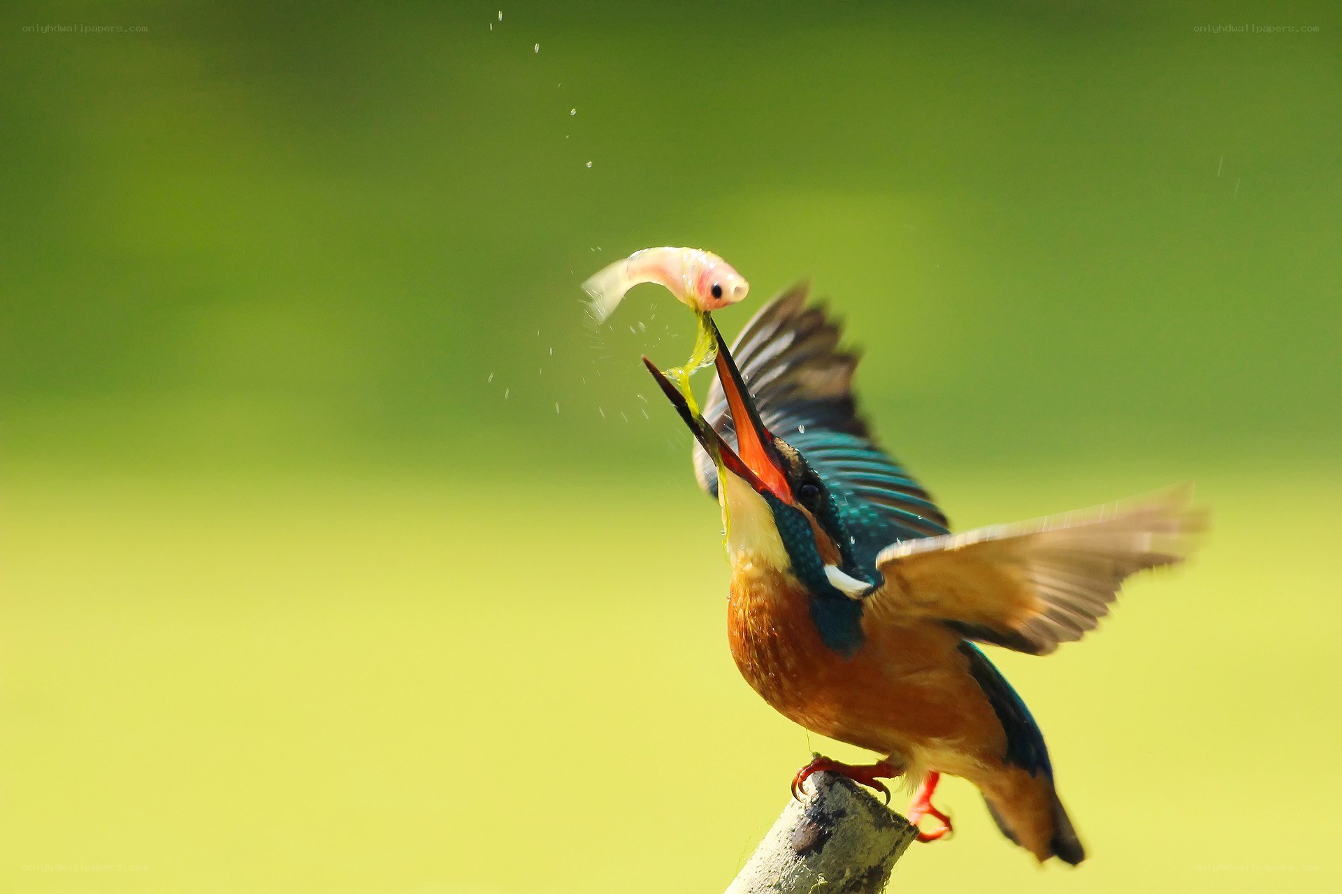 Kingfisher catching a fish