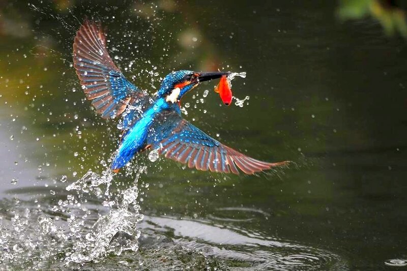 Kingfisher catching a fish