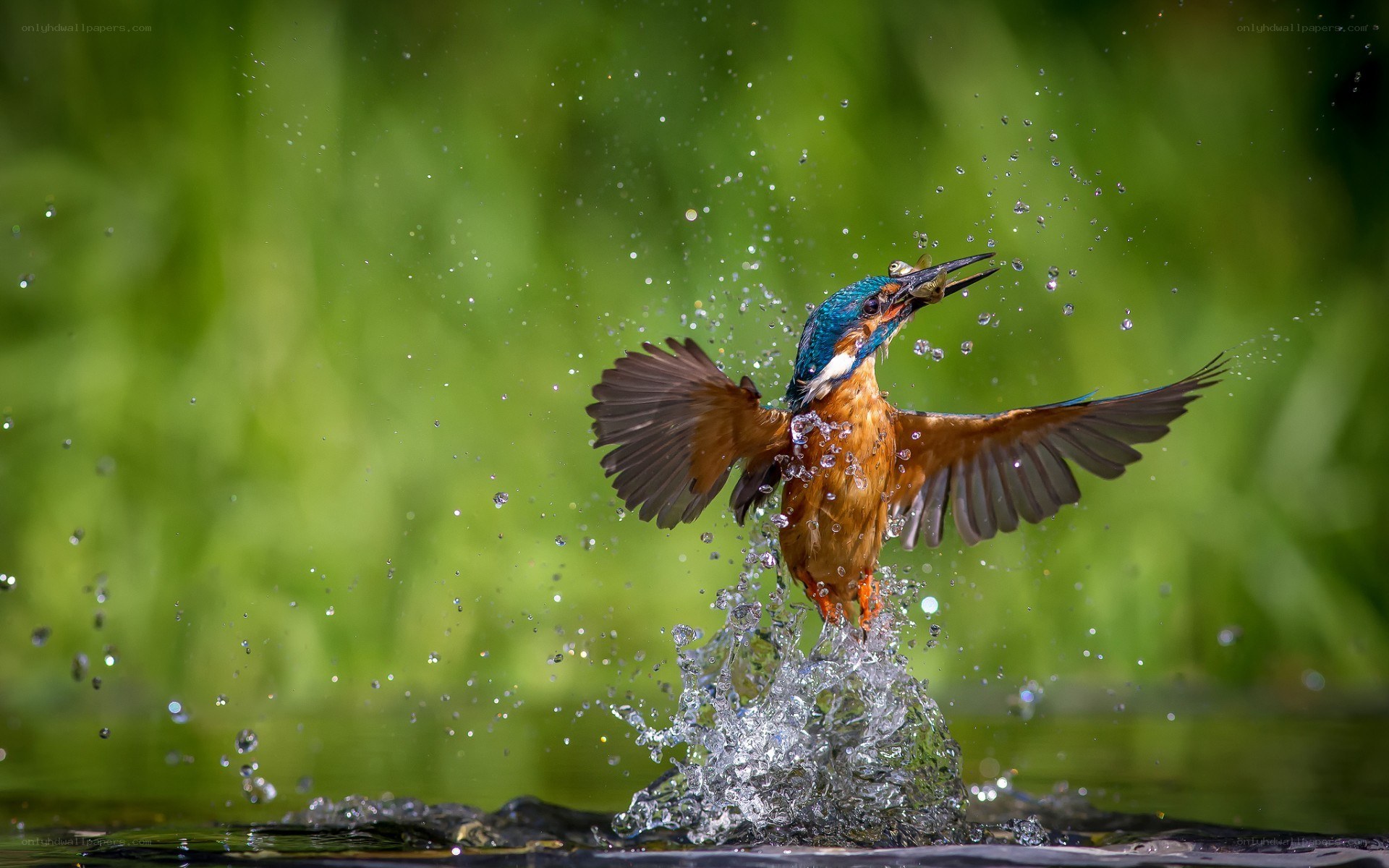 Kingfisher catching fish